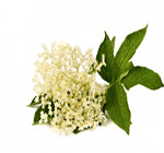 infusion-bio-fleur-sureau-defenses-immunitaires-ohmytea infusion-bio-fleur-sureau-defenses-immunitaires-ohmytea
