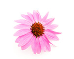 infusion-bio-echinacee-pourpre-defenses-immunitaires infusion-bio-echinacee-pourpre-defenses-immunitaires